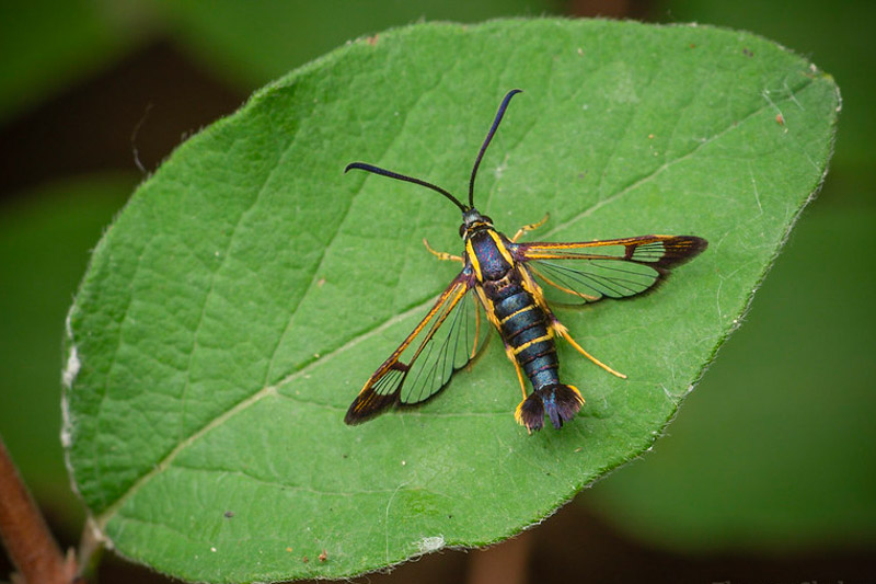 Dogwood Borer, Synanthedon scitula