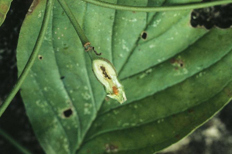 Dogwood Clubgall Midge