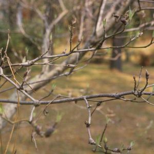 Dogwood Clubgall Midge