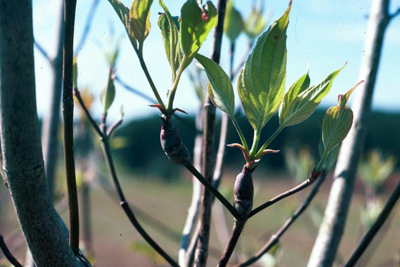 Dogwood Clubgall Midge