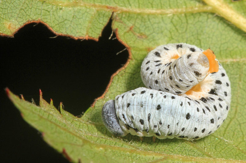 Dogwood Sawfly