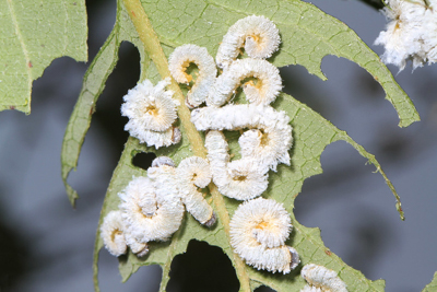 Dogwood Sawfly