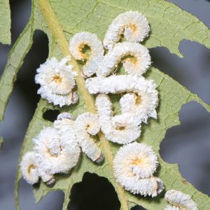 Dogwood Sawfly