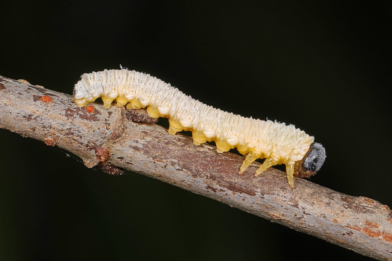 Dogwood Sawfly