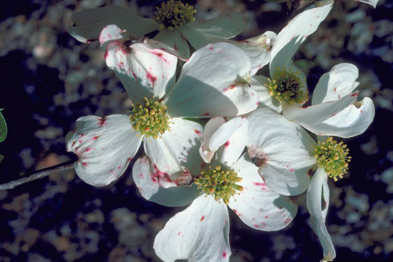 Dogwood Anthracnose, Discula destructiva