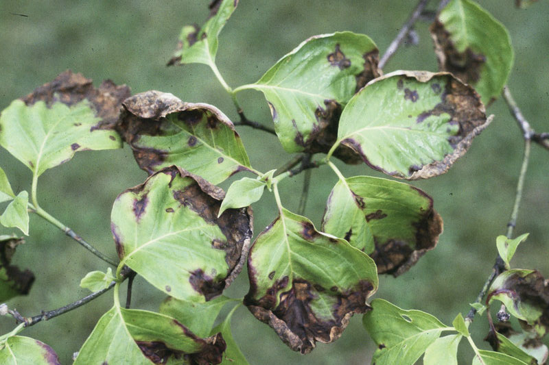 Dogwood anthracnose