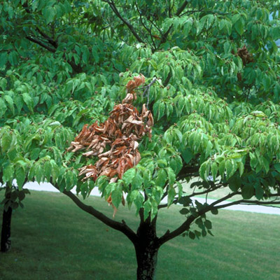 Dogwood twig borer, Oberea tripunctata