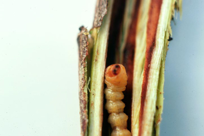 Dogwood twig borer, Oberea tripunctata