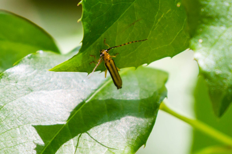 Dogwood twig borer, Oberea tripunctata