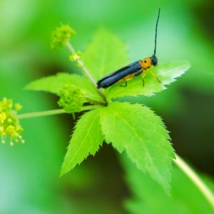 Dogwood twig borer, Oberea tripunctata