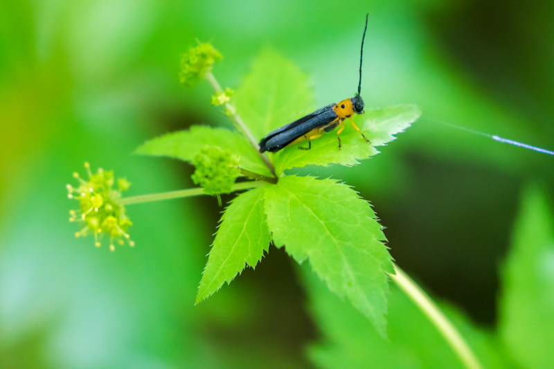 Dogwood twig borer, Oberea tripunctata