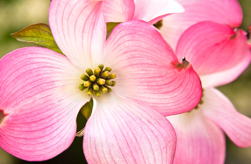 Flowering Dogwood, Cornus florida