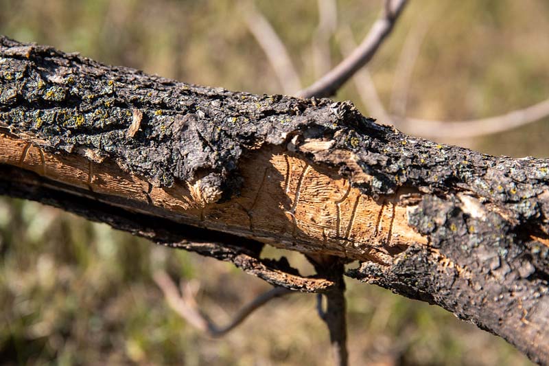 Emerald Ash Borer 