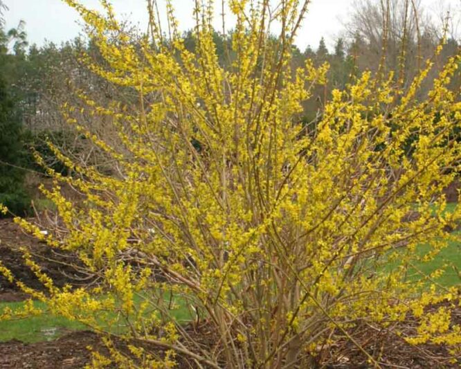 Forsythia koreana 'Kumsom', Forsythia viridissima var. koreana 'Variegata'