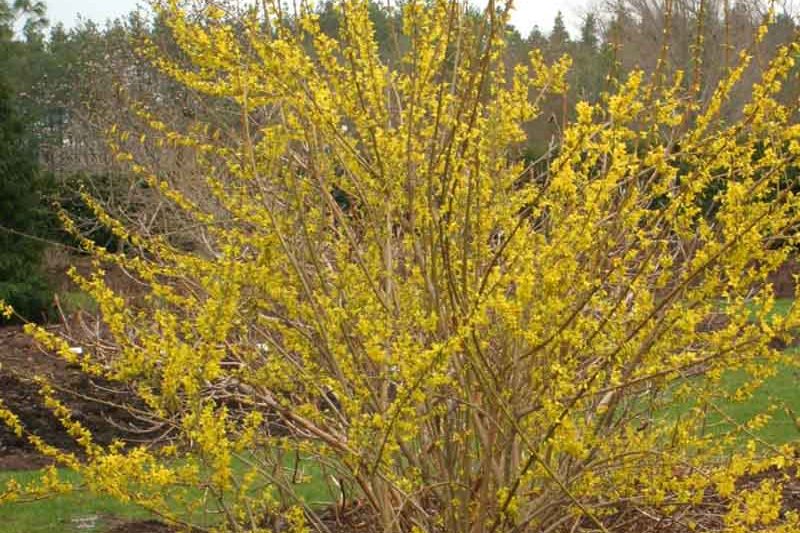 Forsythia koreana 'Kumsom', Forsythia viridissima var. koreana 'Variegata'
