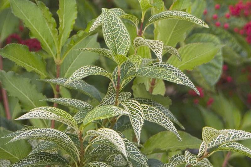 Forsythia koreana 'Kumsom', Forsythia viridissima var. koreana 'Variegata'