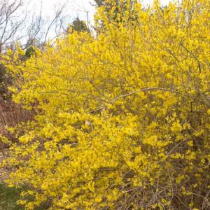 Forsythia Meadowlark