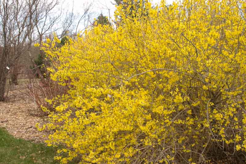 Forsythia Meadowlark