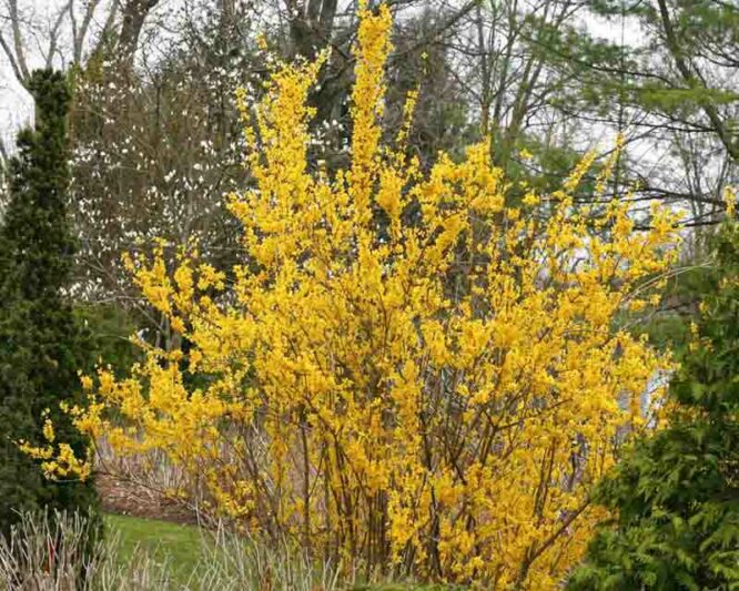 Forsythia Show Off, Forsythia Mindor