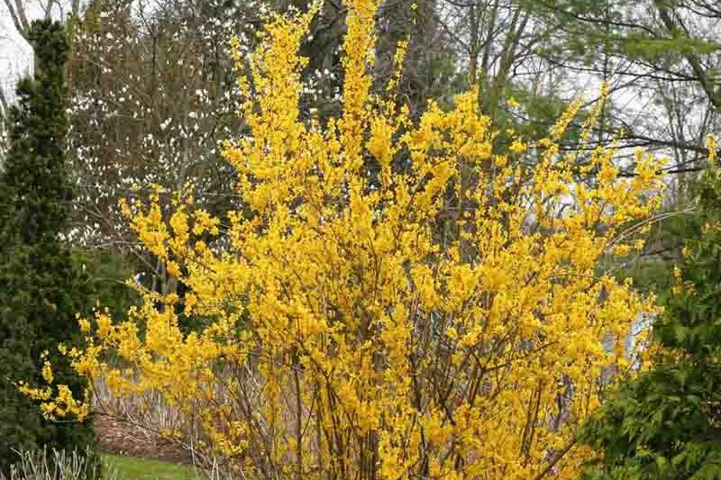 Forsythia Show Off, Forsythia Mindor