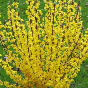 Forsythia Show Off, Forsythia Mindor