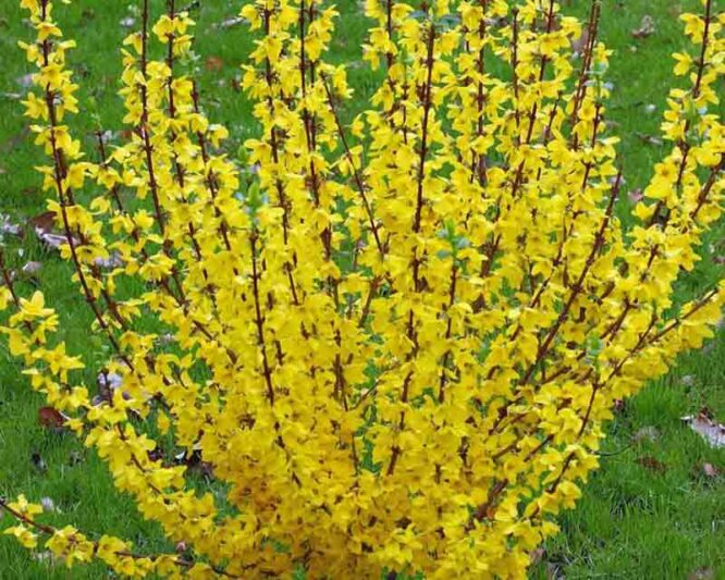 Forsythia Show Off, Forsythia Mindor