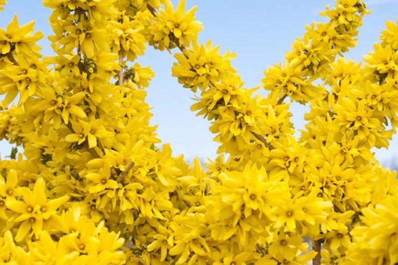 Forsythia Show Off, Forsythia Mindor