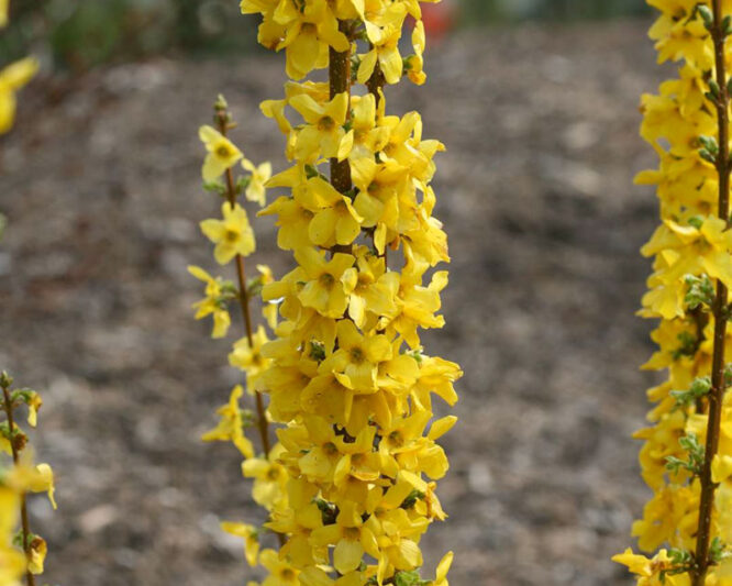 Forsythia × intermedia Show Off Starlet, Forsythia × intermedia 'Minfor6', Forsythia × intermedia Mikador,