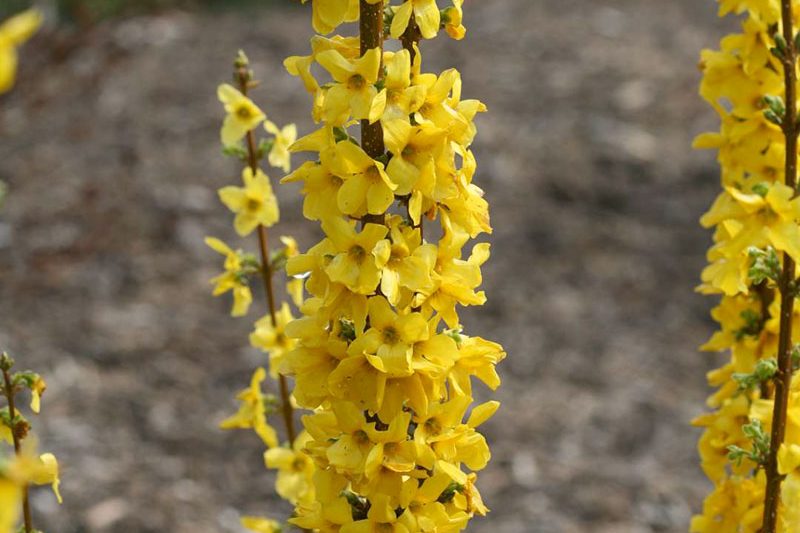 Forsythia × intermedia Show Off Starlet, Forsythia × intermedia 'Minfor6', Forsythia × intermedia Mikador,
