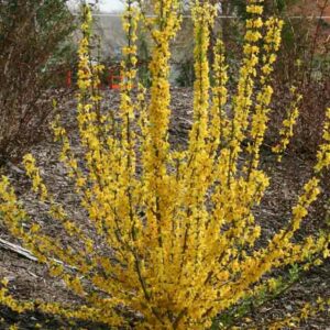 Forsythia × intermedia Show Off Starlet, Forsythia × intermedia 'Minfor6', Forsythia × intermedia Mikador,