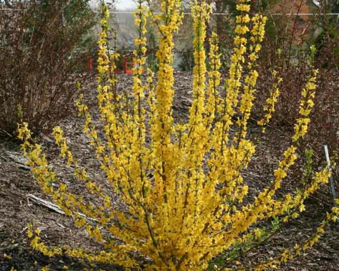 Forsythia × intermedia Show Off Starlet, Forsythia × intermedia 'Minfor6', Forsythia × intermedia Mikador,