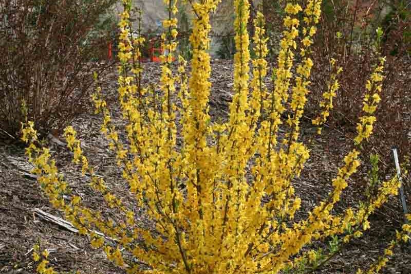 Forsythia × intermedia Show Off Starlet, Forsythia × intermedia 'Minfor6', Forsythia × intermedia Mikador,