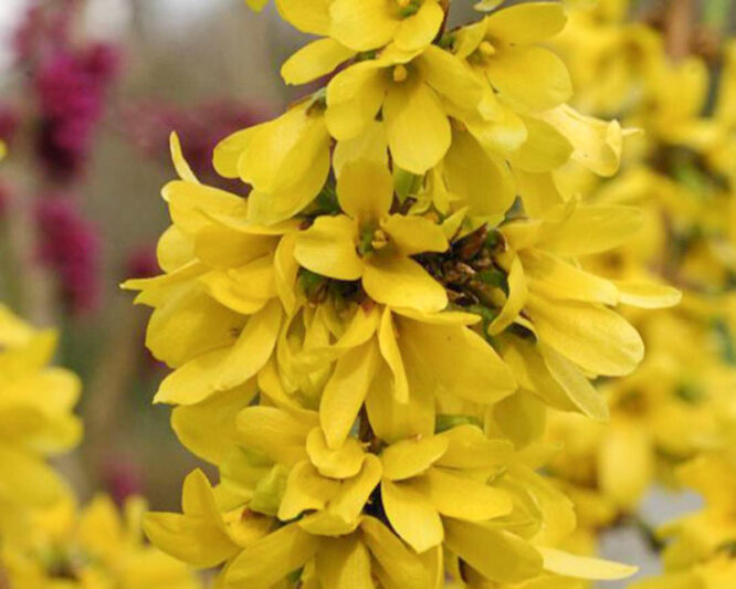 Forsythia × intermedia Show Off Starlet, Forsythia × intermedia 'Minfor6', Forsythia × intermedia Mikador,