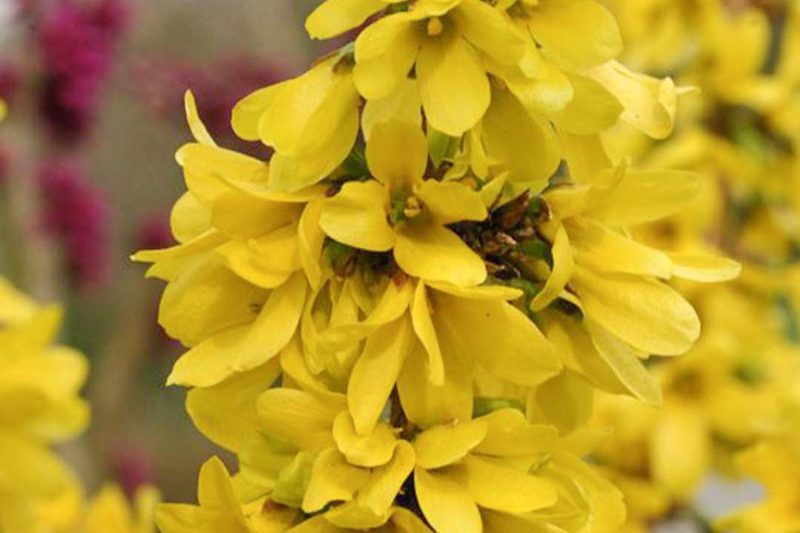 Forsythia × intermedia Show Off Starlet, Forsythia × intermedia 'Minfor6', Forsythia × intermedia Mikador,