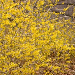 Forsythia Northern Gold