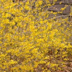 Forsythia Northern Gold