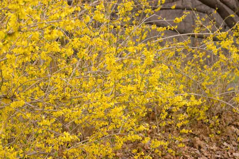 Forsythia Northern Gold