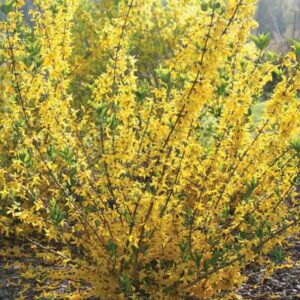 Forsythia koreana FLYING MACHINE, Forsythia 'Sunny'