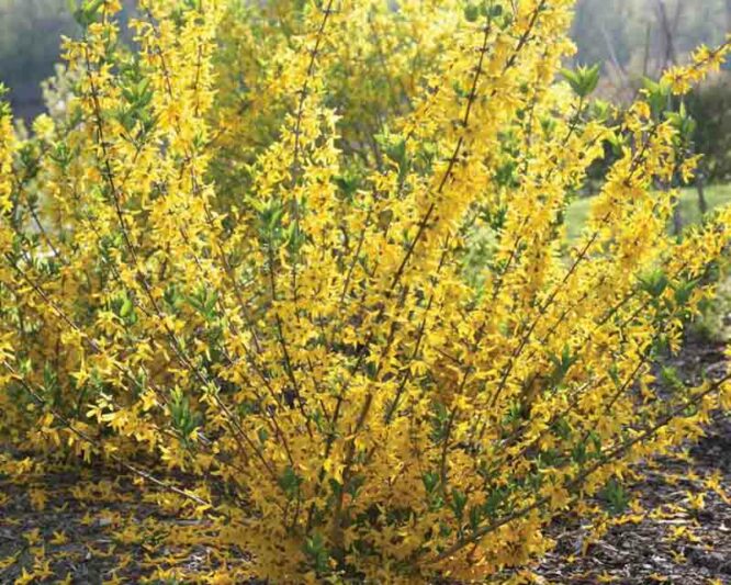 Forsythia koreana FLYING MACHINE, Forsythia 'Sunny'