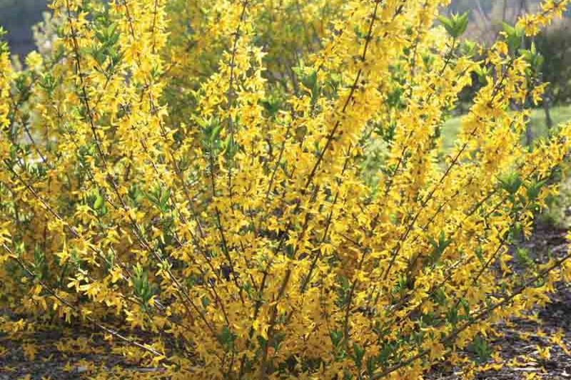Forsythia koreana FLYING MACHINE, Forsythia 'Sunny'