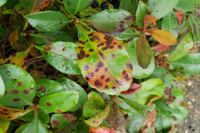 Entomosporium Leaf Spot