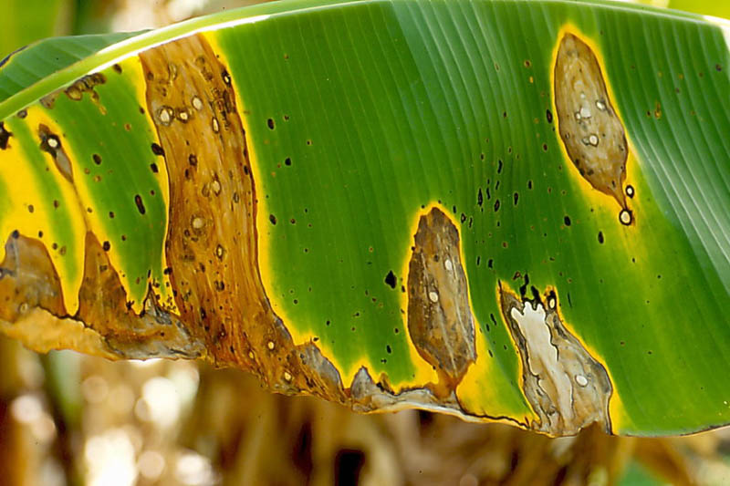 Leaf spot, Leaf spot diseases, Septoria Leaf Spot, Anthracnose, Cercospora Leaf Spot, Bacterial Leaf Spot, Black Spot