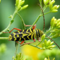 Locust Borer, Borer, Borers