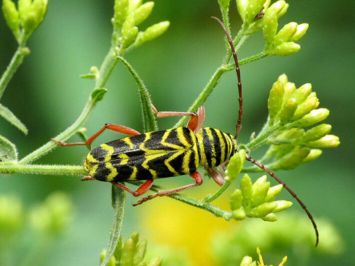 Locust Borer, Borer, Borers