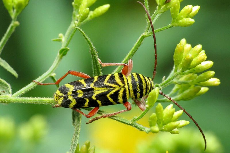 Locust Borer, Borer, Borers