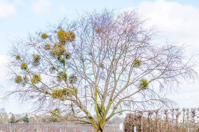 Mistletoe