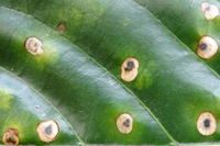 Frogeye leaf spot