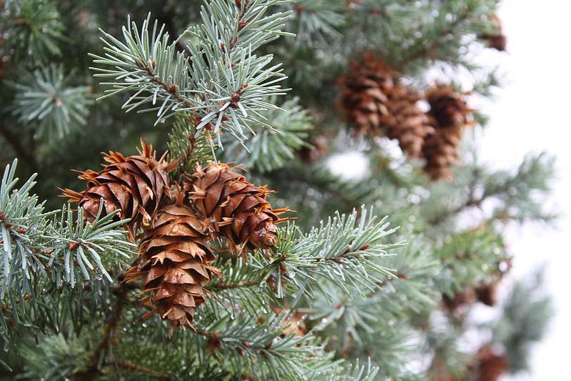 Picea pungens, Colorado Blue Spruce, Blue Spruce