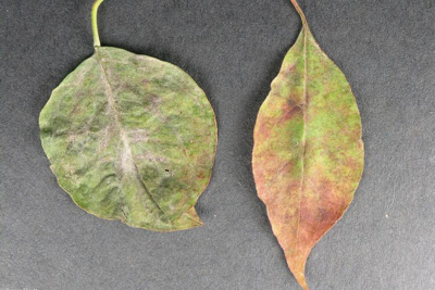 Powder mildew on dogwood leaves