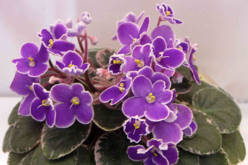 African Violet, Saintpaulia ionantha
